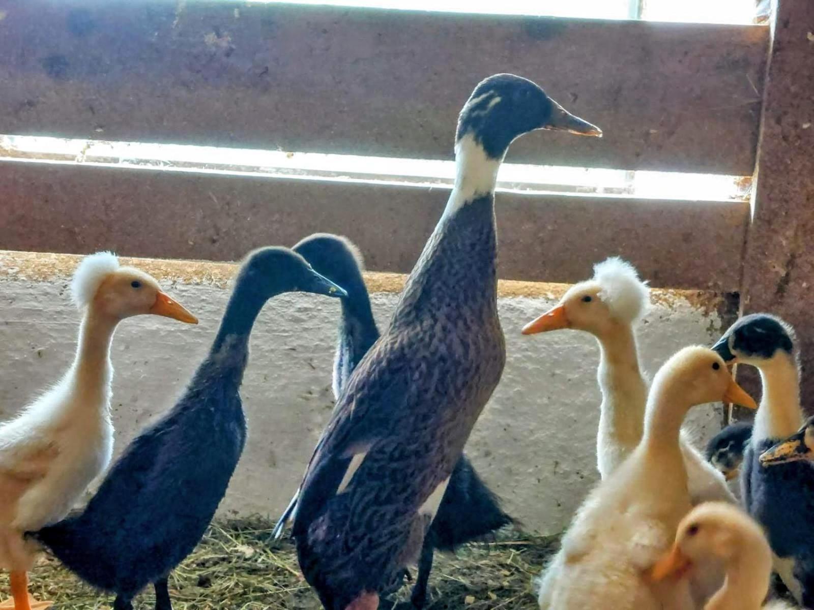 Familienbauernhof Imitz, Ferienwohnung Spital Am Pyhrn Εξωτερικό φωτογραφία